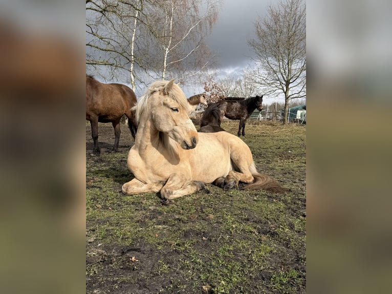 Icelandic Horse Mare 6 years 13.3 hh Palomino in Lutzhorn
