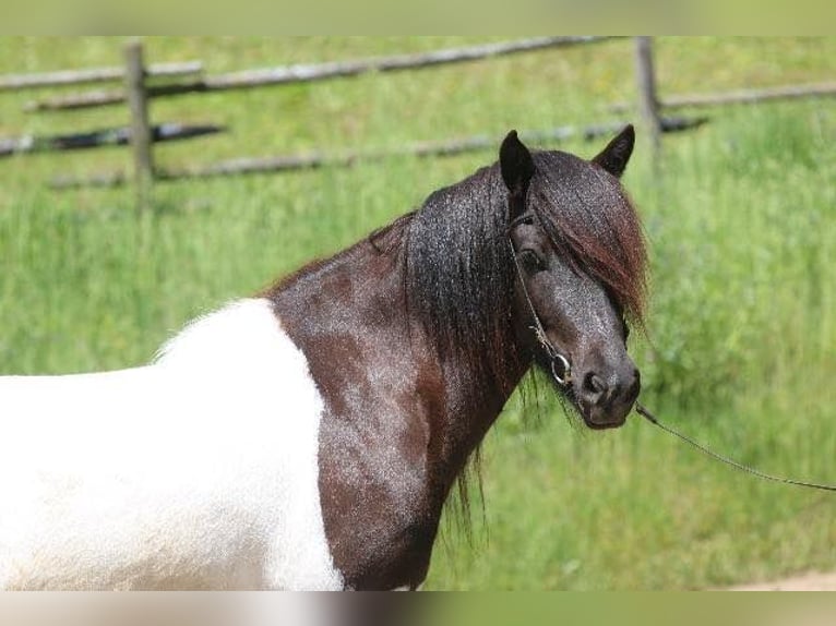 Icelandic Horse Mare 6 years 13,3 hh Pinto in Dohm-Lammersdorf