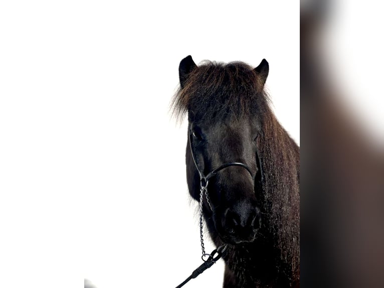 Icelandic Horse Mare 6 years 13 hh Black in Schechen