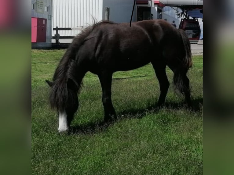 Icelandic Horse Mare 6 years 13,1 hh Black in St. Kanzian am Klopeiner See