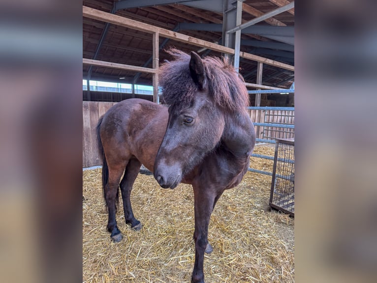 Icelandic Horse Mare 6 years 13,1 hh Black in Oberstenfeld