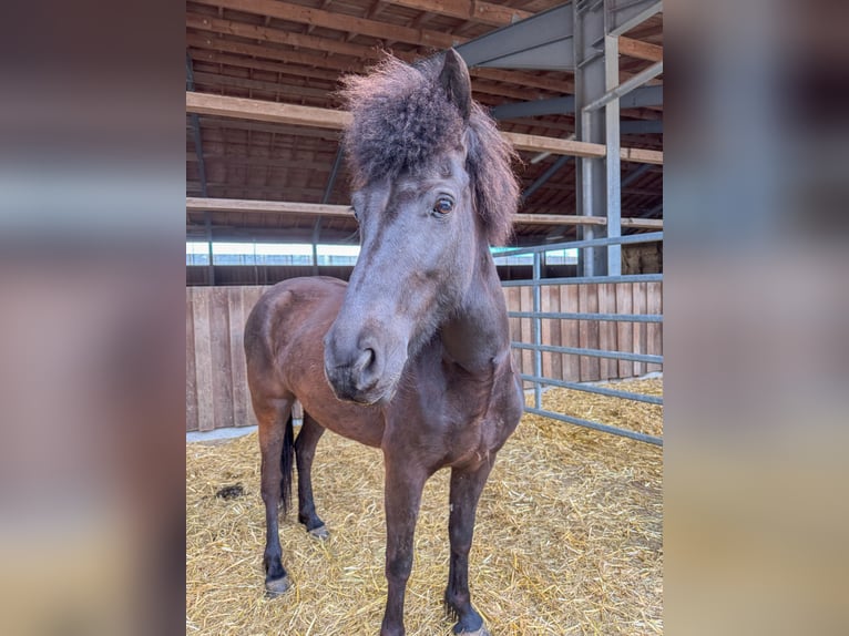 Icelandic Horse Mare 6 years 13,1 hh Black in Oberstenfeld