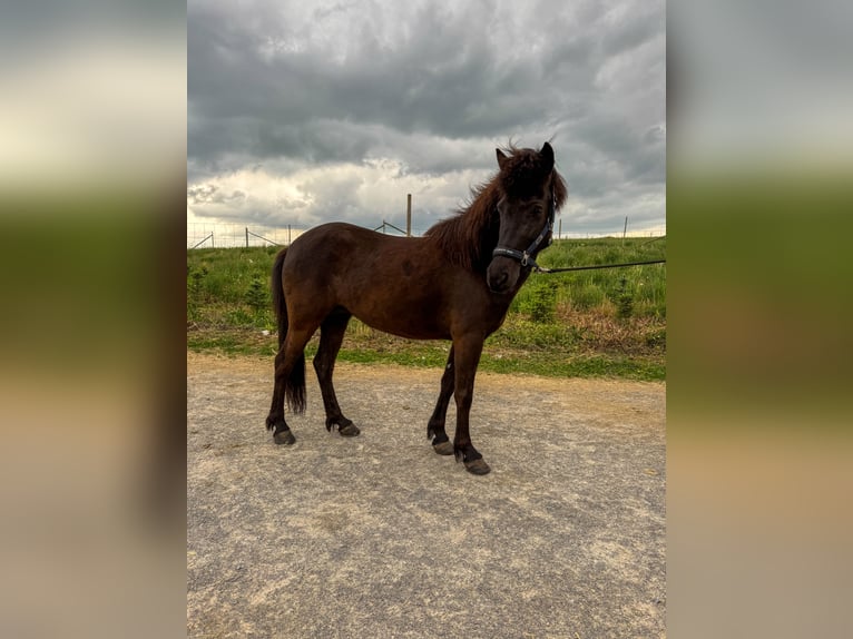 Icelandic Horse Mare 6 years 13,1 hh Black in Oberstenfeld