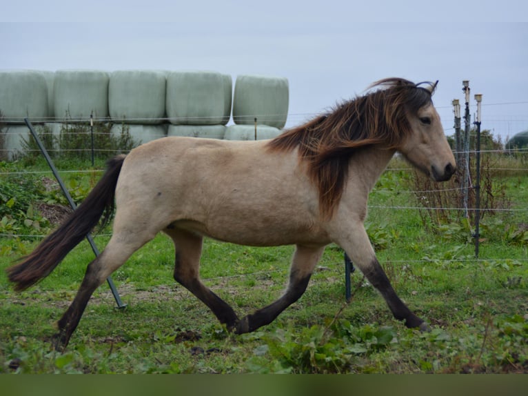 Icelandic Horse Mare 6 years 13,1 hh in Blunk