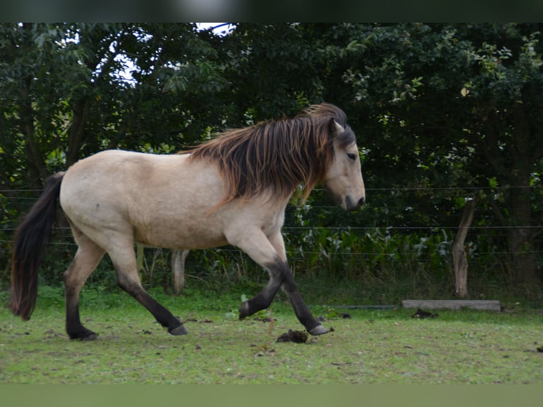 Icelandic Horse Mare 6 years 13,1 hh in Blunk