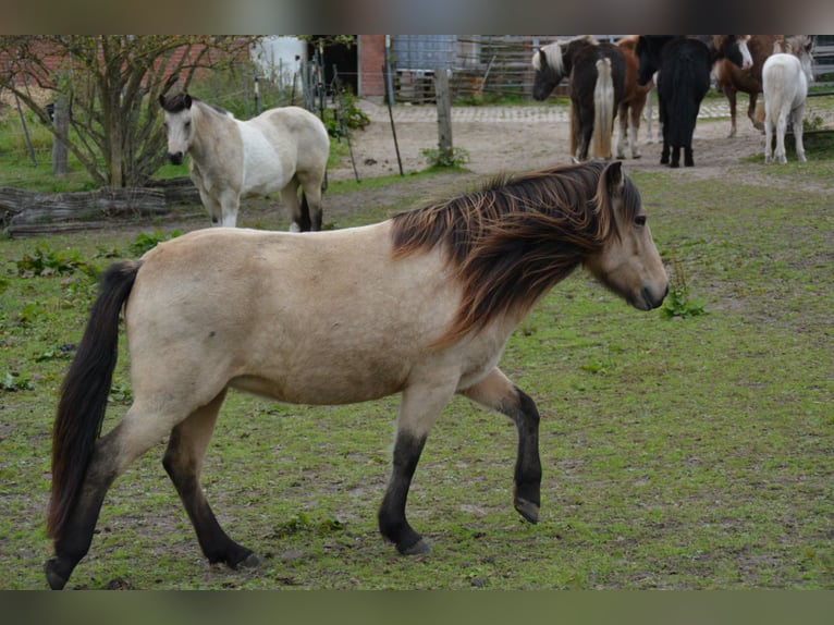 Icelandic Horse Mare 6 years 13,1 hh in Blunk