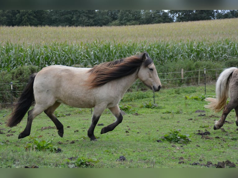 Icelandic Horse Mare 6 years 13,1 hh in Blunk