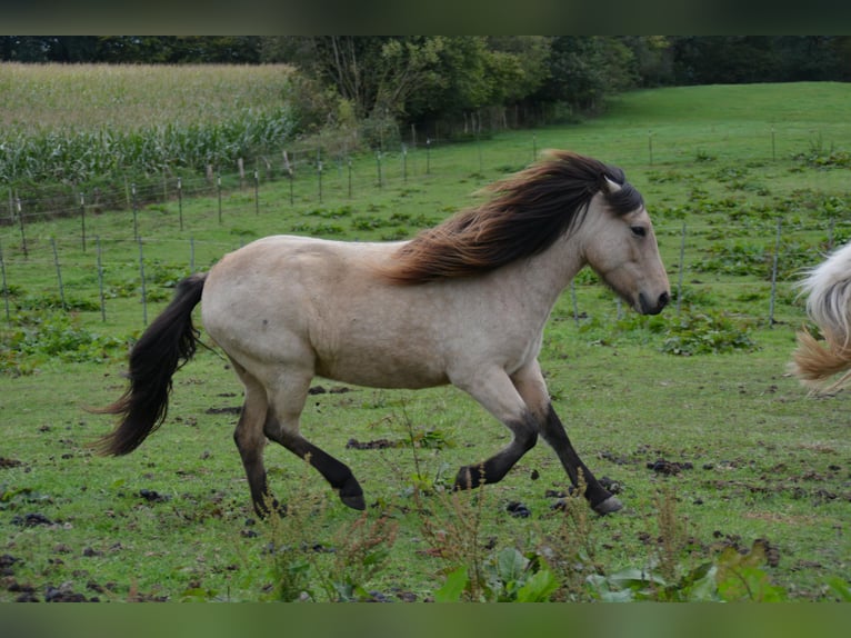 Icelandic Horse Mare 6 years 13,1 hh in Blunk