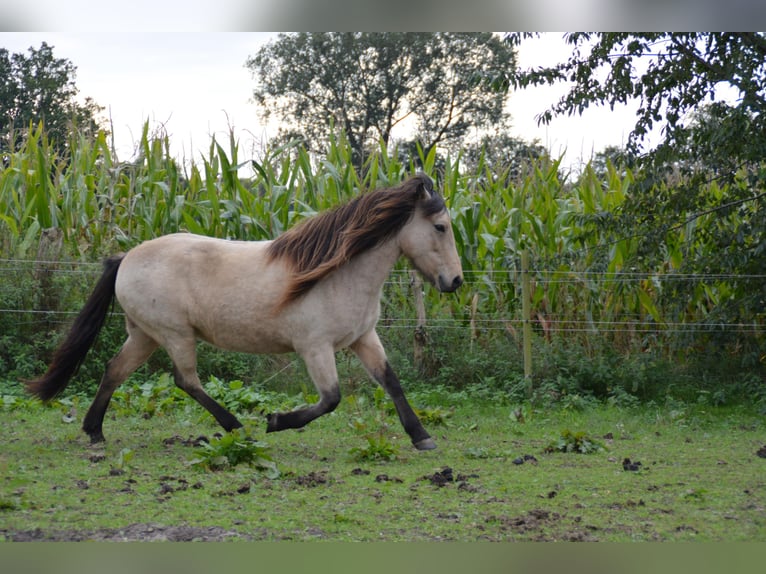 Icelandic Horse Mare 6 years 13,1 hh in Blunk