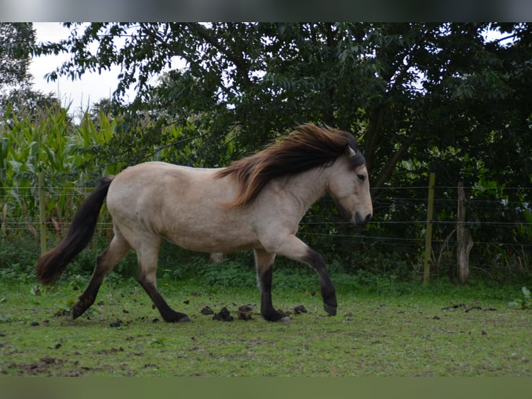 Icelandic Horse Mare 6 years 13,1 hh in Blunk