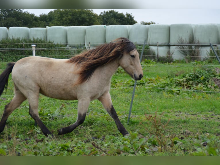 Icelandic Horse Mare 6 years 13,1 hh in Blunk