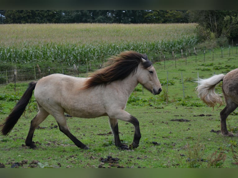 Icelandic Horse Mare 6 years 13,1 hh in Blunk