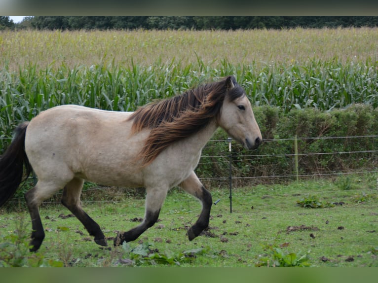 Icelandic Horse Mare 6 years 13,1 hh in Blunk