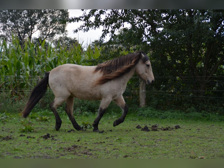 Icelandic Horse Mare 6 years 13,1 hh in Blunk