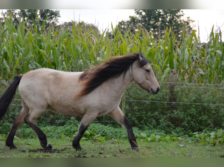 Icelandic Horse Mare 6 years 13,1 hh in Blunk