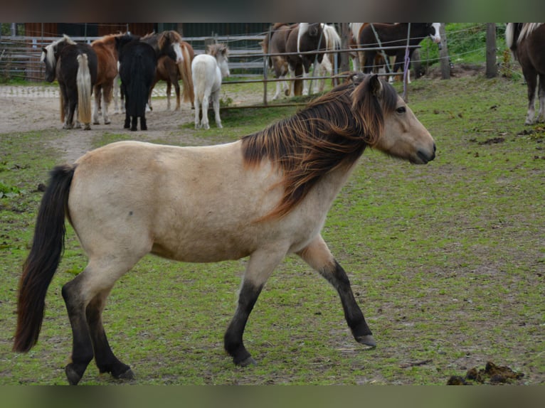 Icelandic Horse Mare 6 years 13,1 hh in Blunk