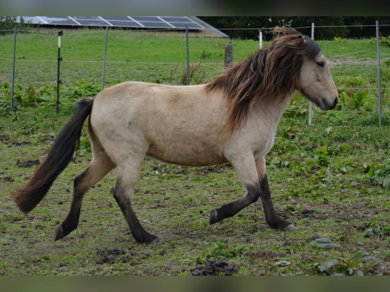 Icelandic Horse Mare 6 years 13,1 hh in Blunk