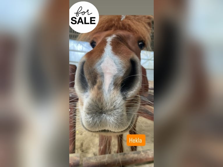 Icelandic Horse Mare 6 years 13,1 hh Chestnut-Red in Blankenheim