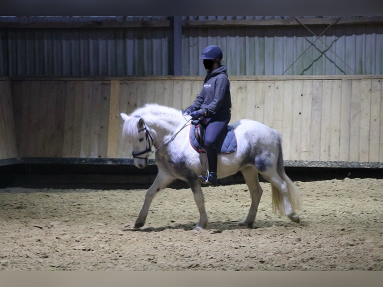 Icelandic Horse Mare 6 years 13,1 hh Grey in Wadersloh