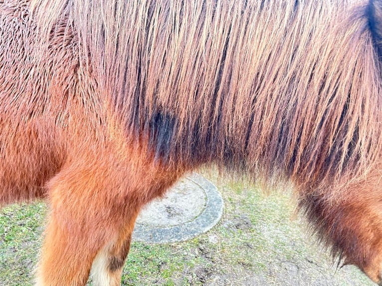 Icelandic Horse Mare 6 years 13,2 hh Bay in Haiming