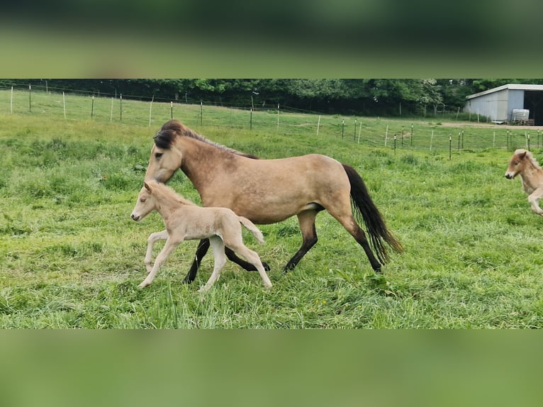 Icelandic Horse Mare 6 years 13,2 hh in Blunk