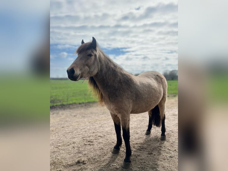 Icelandic Horse Mare 6 years 13,2 hh in Blunk