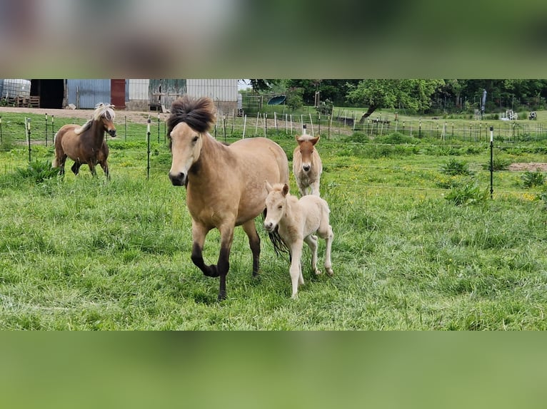 Icelandic Horse Mare 6 years 13,2 hh in Blunk