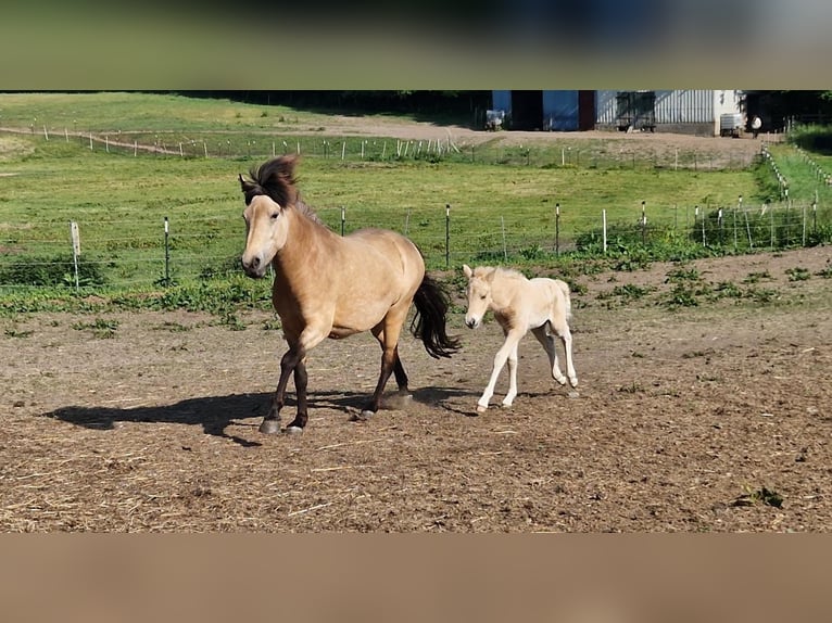 Icelandic Horse Mare 6 years 13,2 hh in Blunk