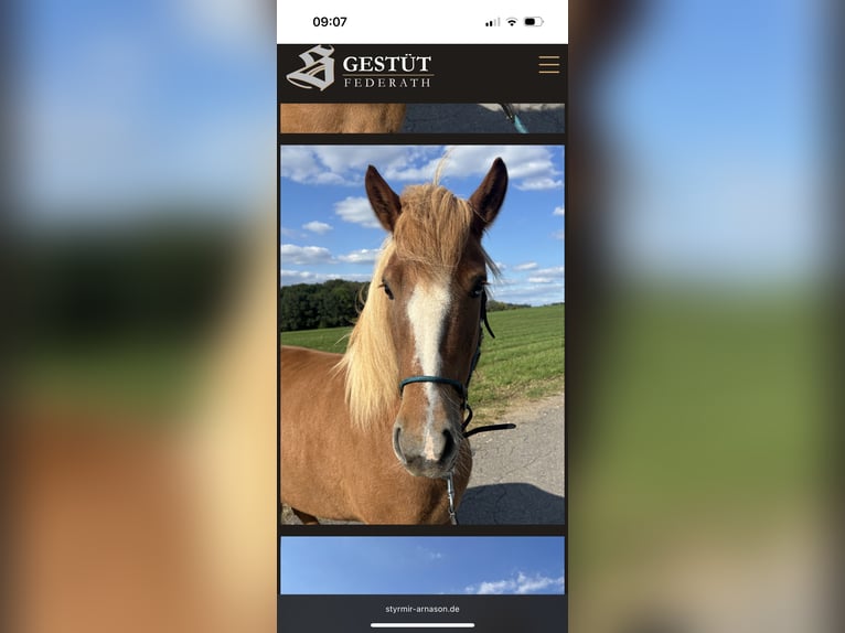 Icelandic Horse Mare 6 years 13,2 hh Chestnut-Red in Overath