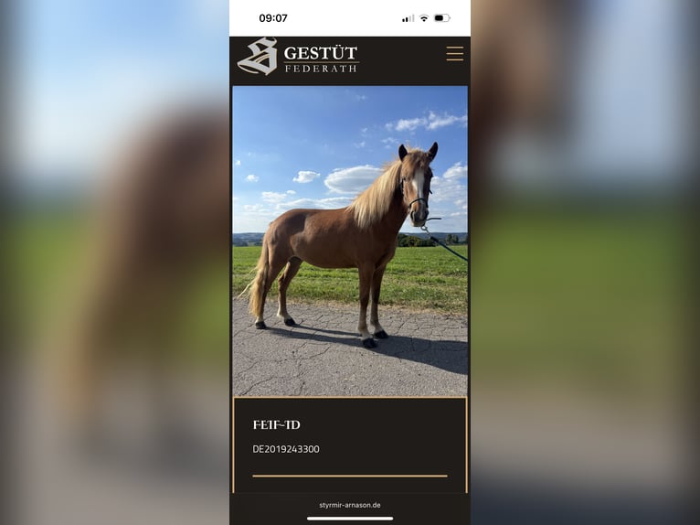 Icelandic Horse Mare 6 years 13,2 hh Chestnut-Red in Overath