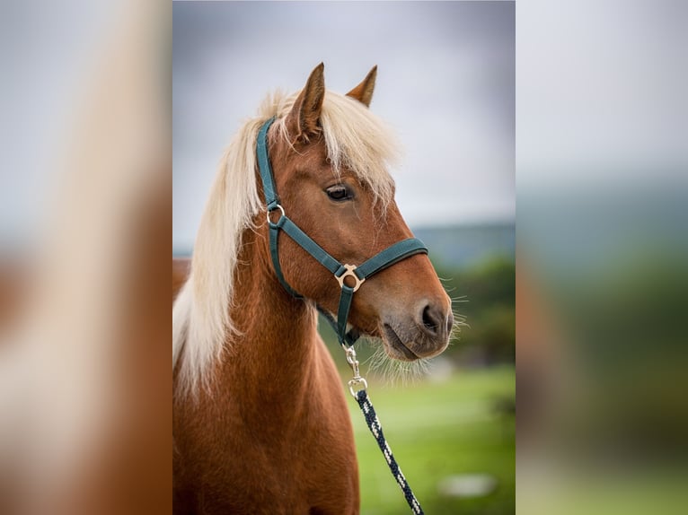 Icelandic Horse Mare 6 years 13,2 hh in Aichtal