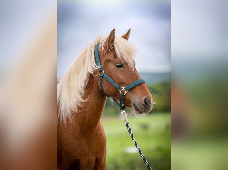 Icelandic Horse Mare 6 years 13,2 hh in Aichtal