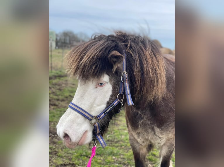 Icelandic Horse Mare 6 years 13,2 hh  in Blunk