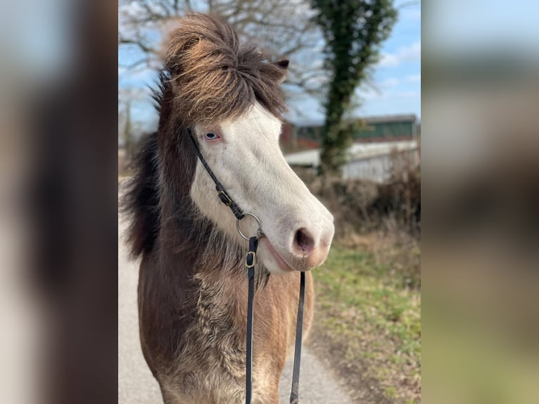 Icelandic Horse Mare 6 years 13,2 hh  in Blunk