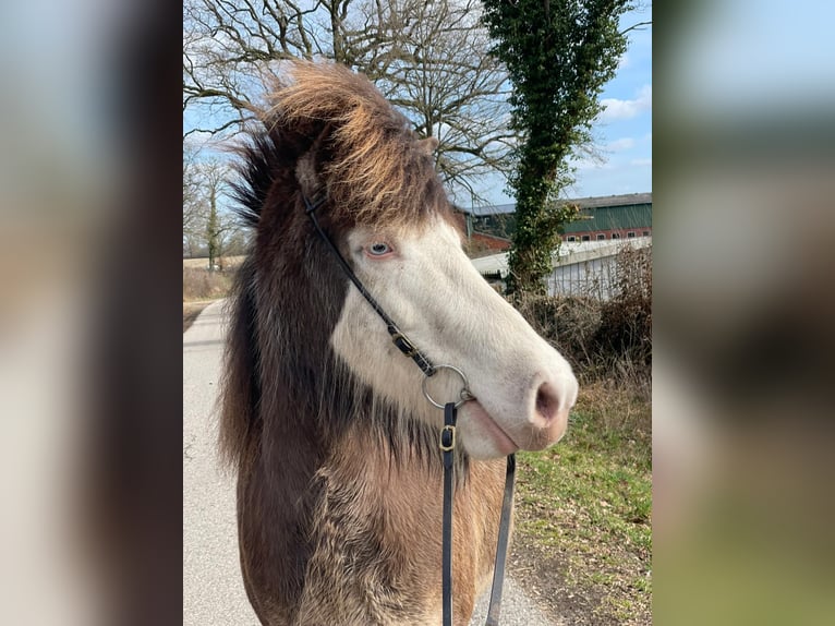Icelandic Horse Mare 6 years 13,2 hh  in Blunk