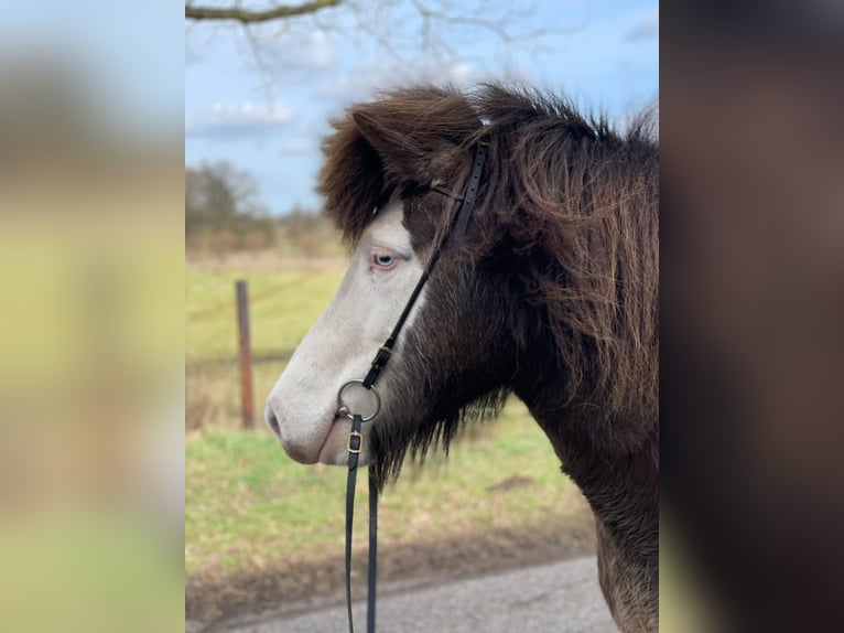 Icelandic Horse Mare 6 years 13,2 hh  in Blunk