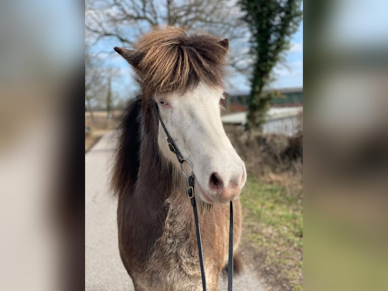Icelandic Horse Mare 6 years 13,2 hh  in Blunk