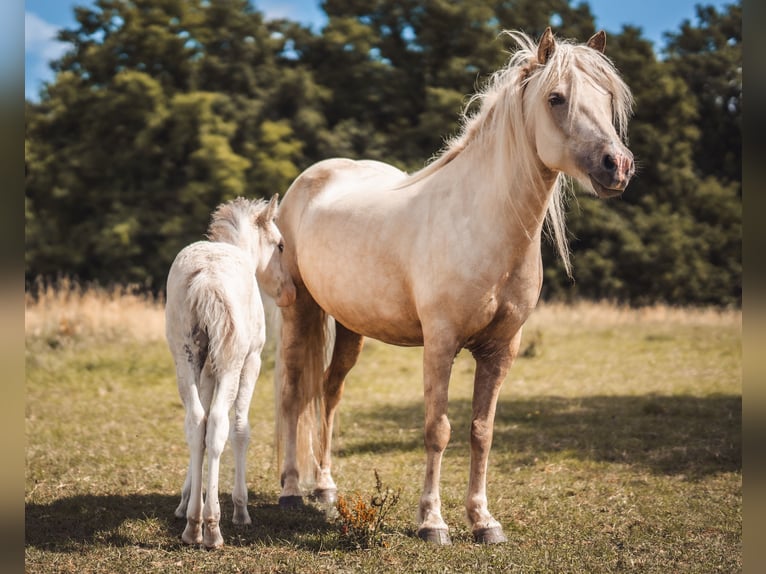 Icelandic Horse Mare 6 years 13,2 hh Palomino in Königswinter