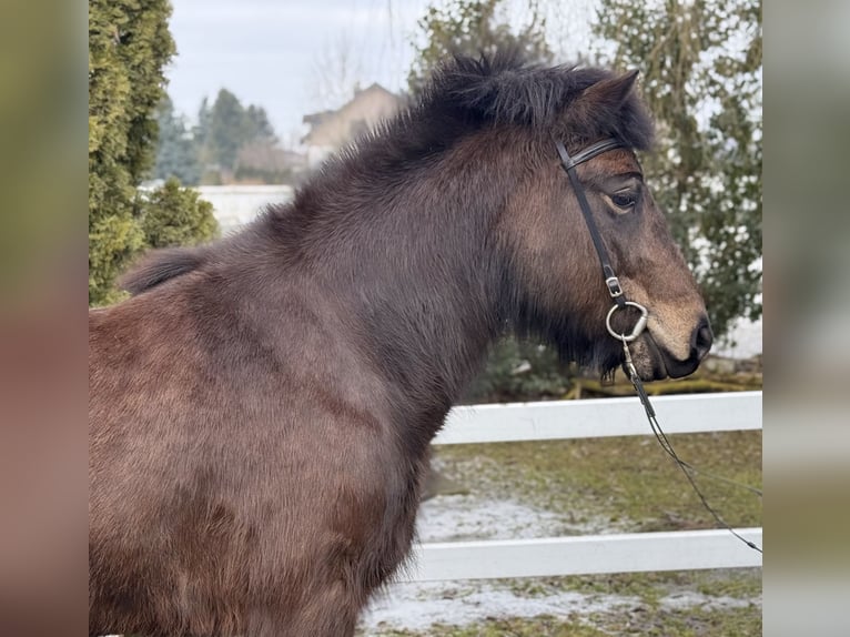 Icelandic Horse Mare 6 years 13,3 hh Bay-Dark in Lochen am See