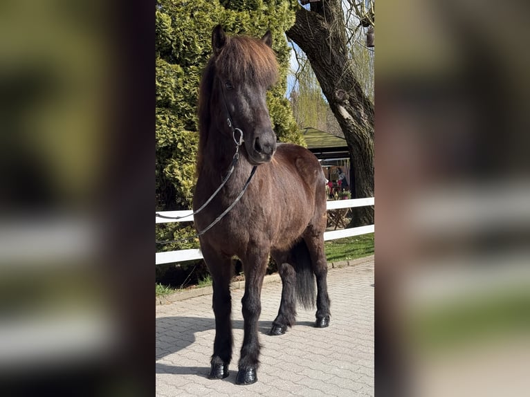 Icelandic Horse Mare 6 years 13,3 hh Black in Lochen am See