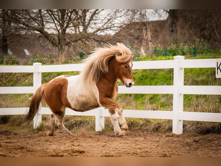 Icelandic Horse Mare 6 years 13,3 hh Pinto in Seedorf