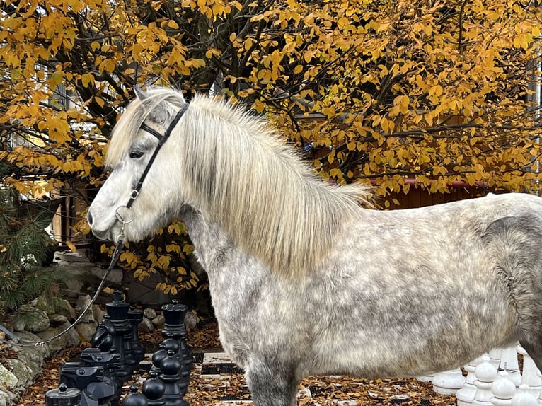 Icelandic Horse Mare 6 years 14,1 hh Can be white in Lochen am See