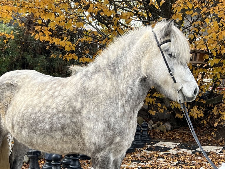 Icelandic Horse Mare 6 years 14,1 hh Can be white in Lochen am See