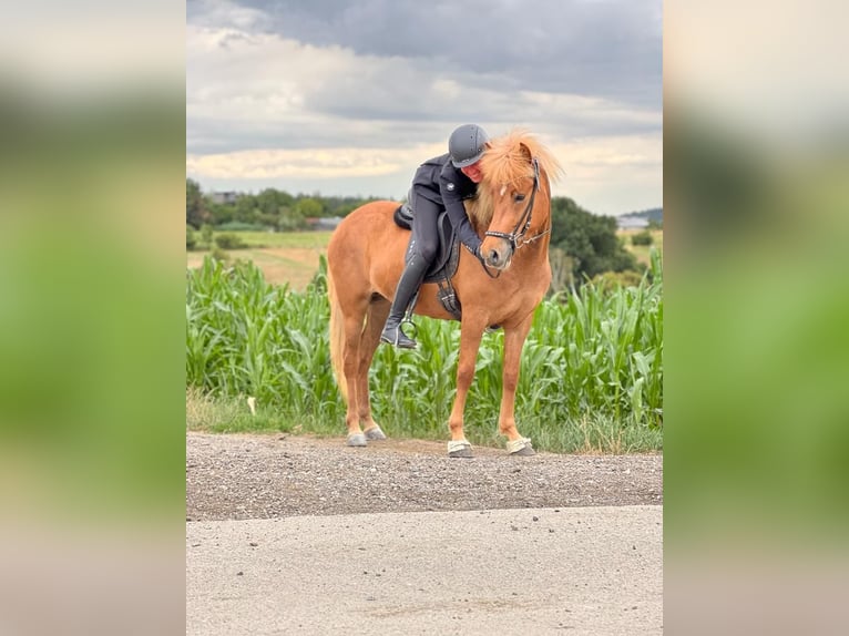 Icelandic Horse Mare 6 years 14,1 hh Chestnut-Red in Lochen am See