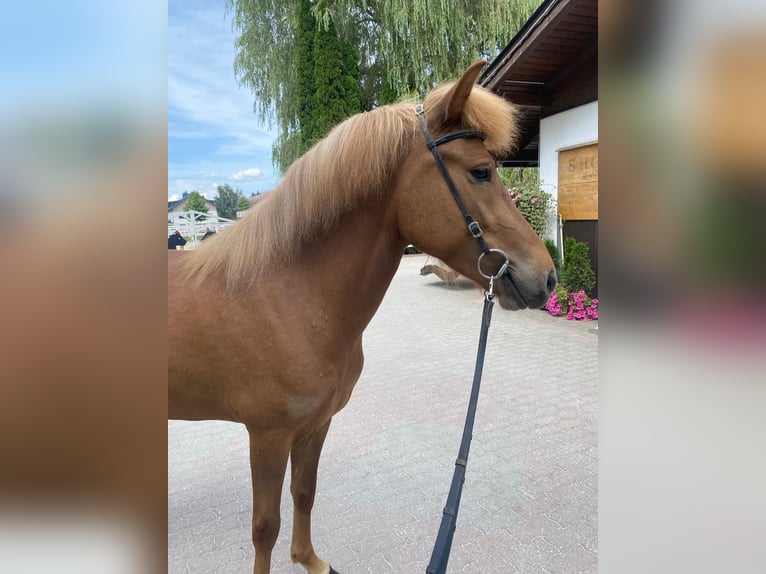 Icelandic Horse Mare 6 years 14,1 hh Chestnut-Red in Lochen am See