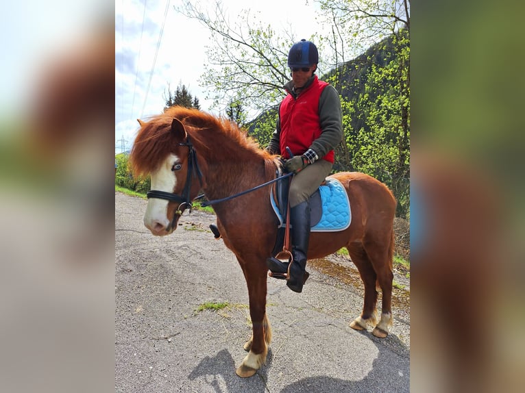 Icelandic Horse Mare 6 years 14,1 hh Chestnut-Red in Flattach