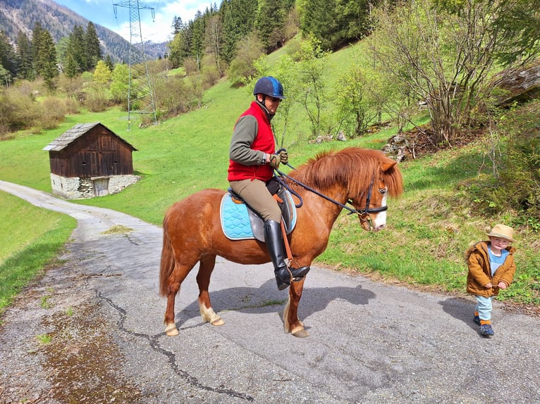 Icelandic Horse Mare 6 years 14,1 hh Chestnut-Red in Flattach