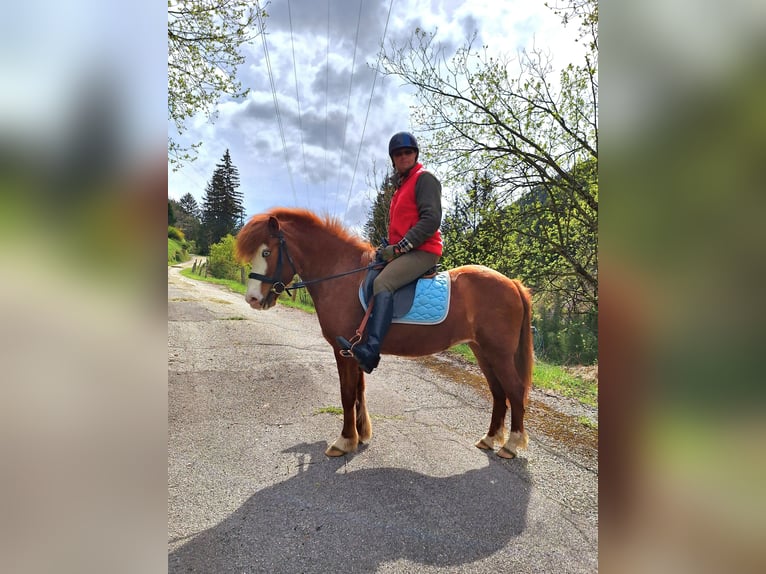 Icelandic Horse Mare 6 years 14,1 hh Chestnut-Red in Flattach