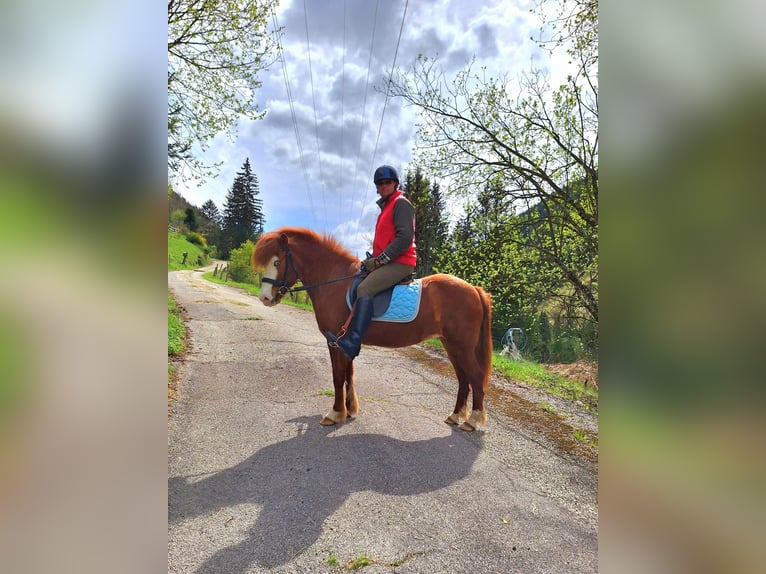 Icelandic Horse Mare 6 years 14,1 hh Chestnut-Red in Flattach