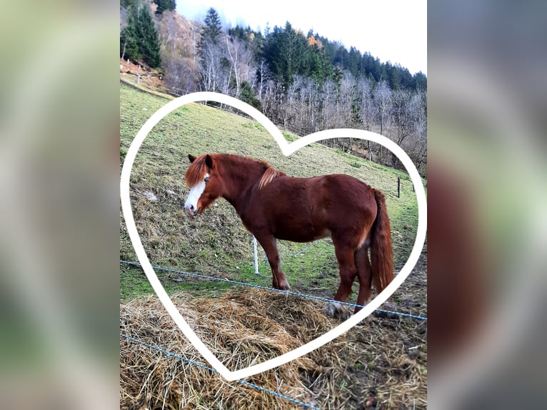 Icelandic Horse Mare 6 years 14,1 hh Chestnut-Red in Flattach